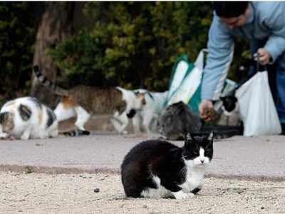 El Ayuntamiento de Mijas organiza un curso de buenas prácticas para personas cuidadoras de colonias felinas