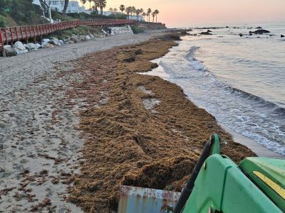 Mijas lamenta que el Gobierno de España no dedique fondos a combatir la plaga del alga invasora en la Costa del Sol y sí en el Caribe 