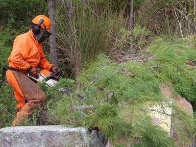 El Ayuntamiento de Mijas desarrolla labores de tratamientos silvícolas, desbroces, podas y claras en la Sierra para prevenir incendios