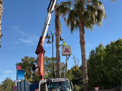 El Ayuntamiento de Mijas realiza labores de saneamiento de las palmeras washingtonias  afectadas por el hongo fusarium