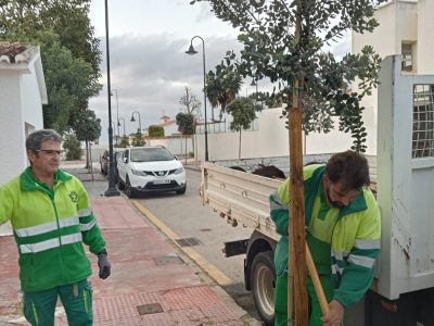 Mijas cuadriplica el ritmo de plantación de especies arbóreas en el municipio y supera las 540 unidades desde comienzos de año 