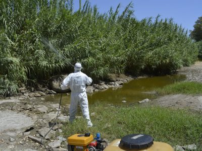 El Ayuntamiento de Mijas intensifica su plan de choque preventivo contra el mosquito que puede transmitir el virus del Nilo occidental